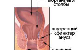 Анальный сфинктер
