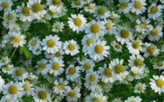 Ромашка лекарственная