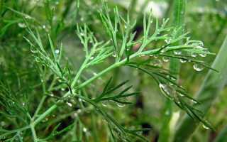 Уникальное действие укропа на мужское либидо