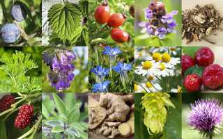 Травы, полезные для мужского здоровья