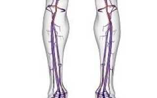 Вены нижних конечностей