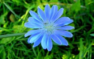 Цикорий – неисчерпаемый источник отличного здоровья