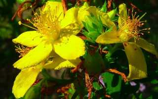 Чем полезен зверобой для мужского здоровья