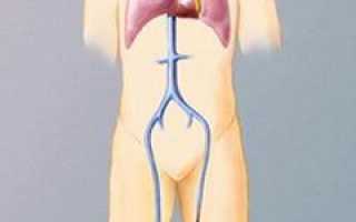 Нижняя полая вена