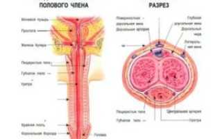 Отверстие в половом члене