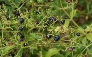 Марена красильная