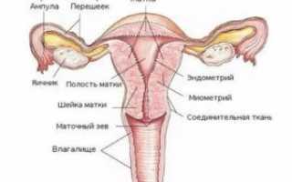 Вибрации в области матки