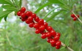 Волчье лыко