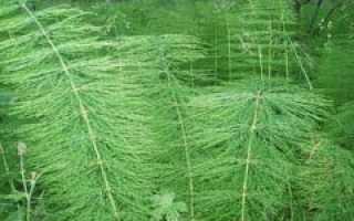 Хвощ полевой