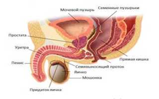 Строение и особенности функционирования предстательной железы