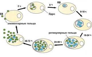 Особенности развития и лечения хламидийной инфекции у мужчин