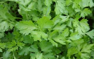 Уникальная польза петрушки для мужского здоровья