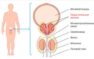Предстательная железа – второе сердце мужчины