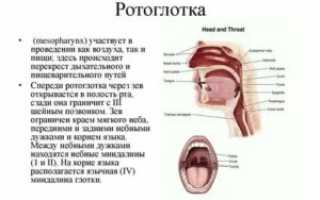 При глотании слюны происходит щелчок в области гортани