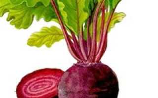 Красная свекла
