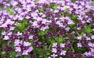 Чабрец – защитник мужской мочеполовой системы