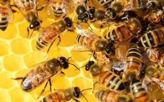 Целебная сила мертвых пчел