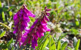 Уникальные целебные свойства красного корня для здоровья мужчин