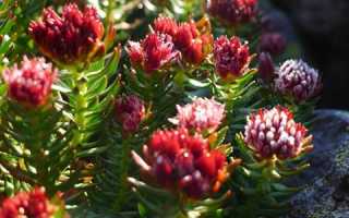 Польза красной щетки для мужчин