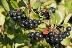 Плоды аронии