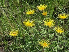 Цветение Девясила