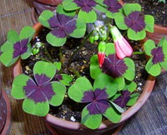 Травянистое растение Кислица