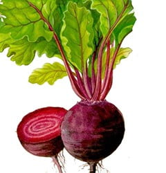 Лечение красной свеклой