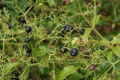 Трава марена красильная