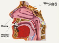 Строение носовой полости