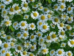 Ромашка лекарственная