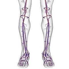 Вены нижних конечностей