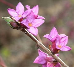Цветки Волчьего лыка