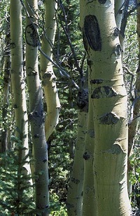 Лечебные свойства коры Lechebnye svojstva kory osiny