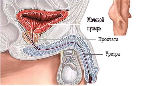 Местонахождение мочевого пузыря