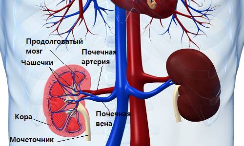Почечная недостаточность Pochechnaja nedostatochnost'