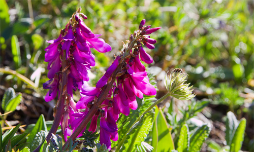 Польза красного корня для мужчин Pol'za krasnogo kornja dlja muzhchin