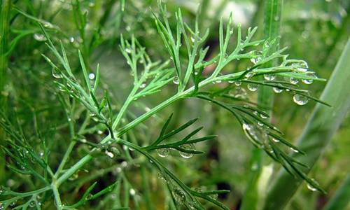 Pol'za ukropa dlja muzhchin