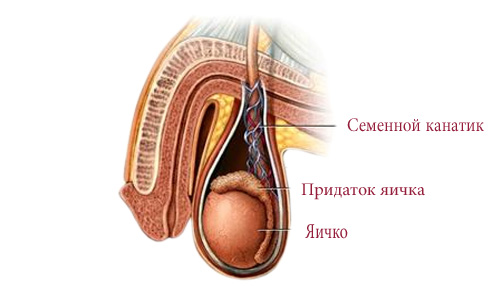 Расположение семенного канатика у мужчин Raspolozhenie semennogo kanatika