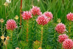 Родиола четырехчастная Rodiola chetyrehchastnaja