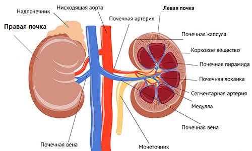 Shema stroenija pochek