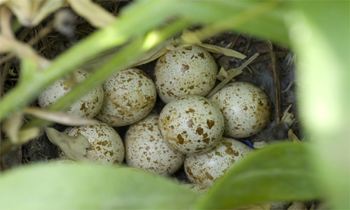 jajca perepelov dlja potencii