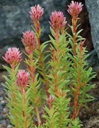 Растение красная щетка krasnaya_schetka