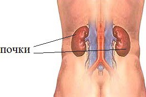 Расположение почек
