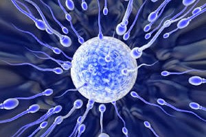 Подвижность сперматозоидов Подвижность сперматозоидов