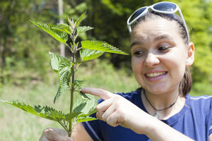 Стебель крапивы