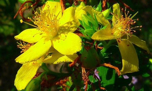 zveroboj dlja muzhskogo zdorov'ja