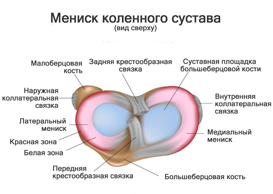 Строение коленного сустава