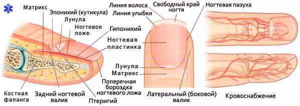 Ушиб ногтя на руке – что делать и чем лечить сильный ушиб ногтя