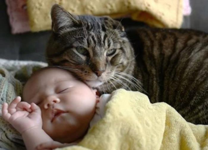Кошка и младенец Кошка и младенец