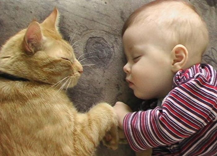 Коты и дети Коты и дети